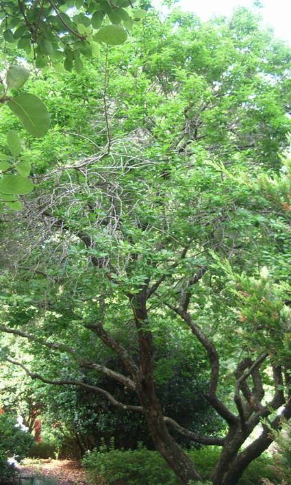 Japanese Apricot